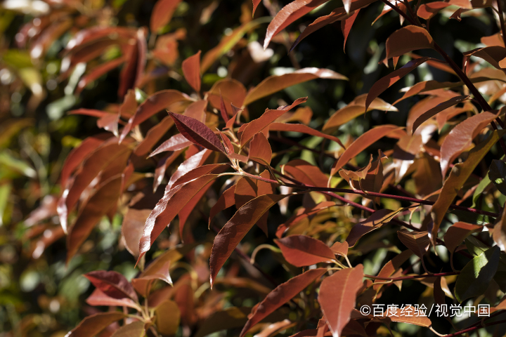 红叶石楠的扦插方法