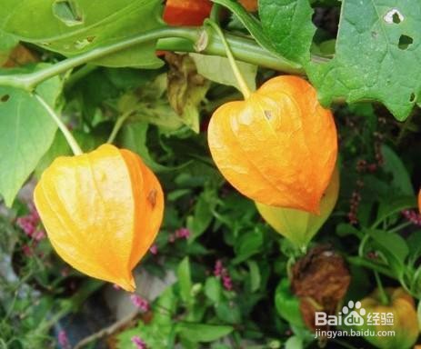 黄菇娘的种植注意事项