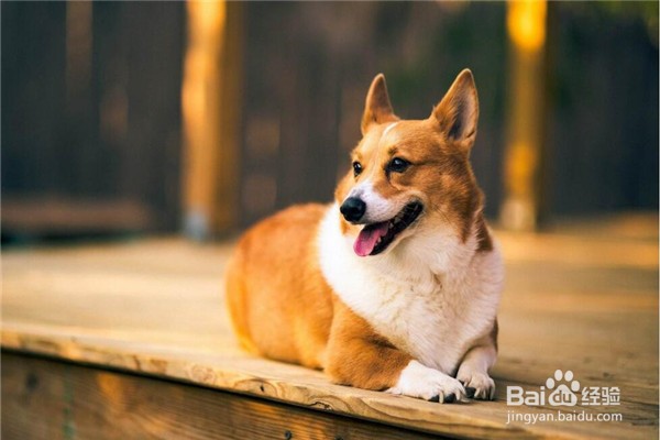 训练柯基犬需要注意什么