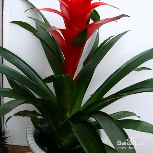 红运当头花的养殖方法和养殖技巧