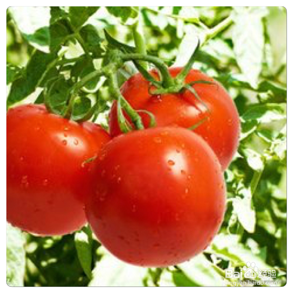 西红柿一些不为人知的养生功效