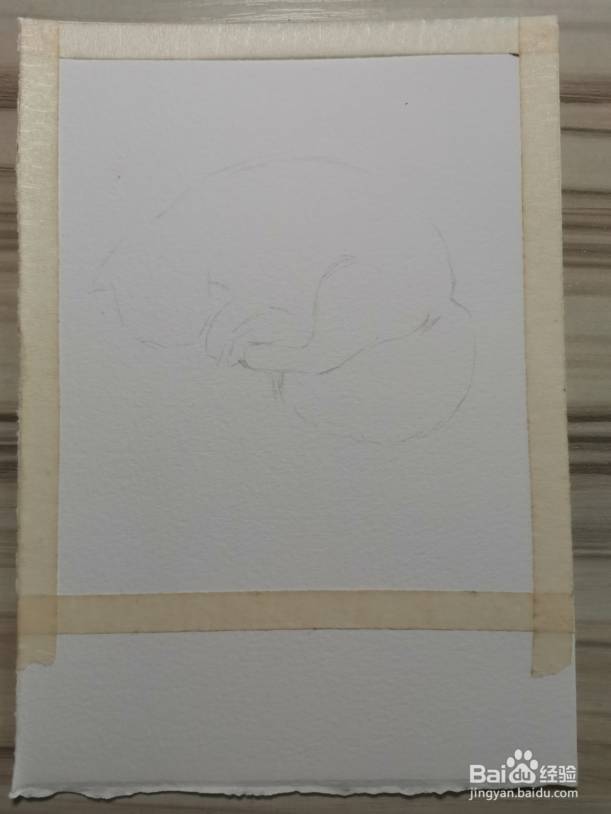 我家的猫咪水彩手绘线稿教程