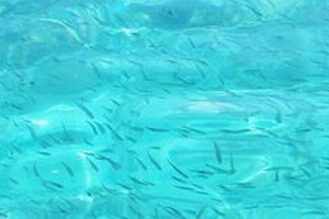 海水是什么颜色的