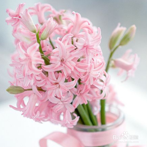 预防和治疗风信子花叶病的方法有哪些?