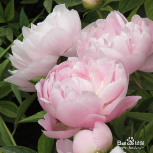 芍药花叶子发黄怎么办