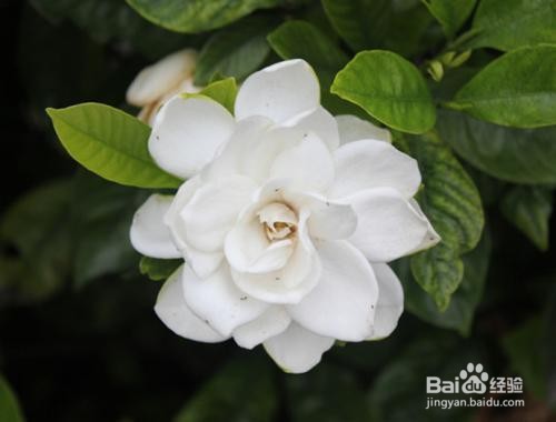 栀子花叶子上长虫了怎么办呢？