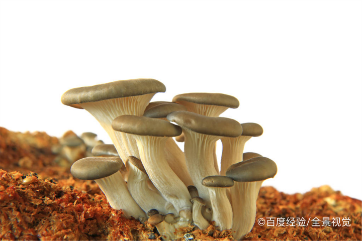 婴幼儿能吃平菇吗