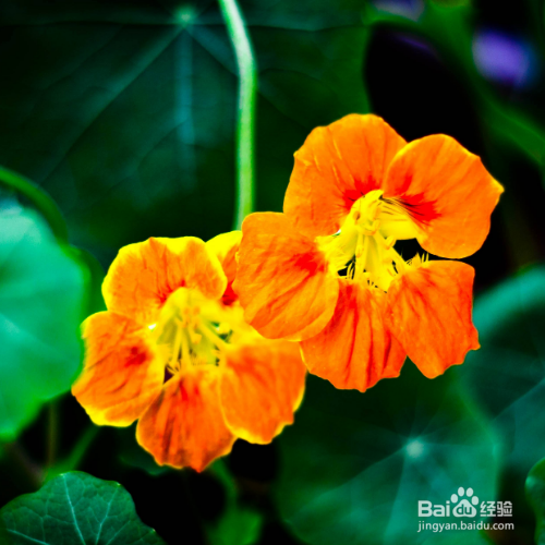 旱金莲出现烂根怎么办?