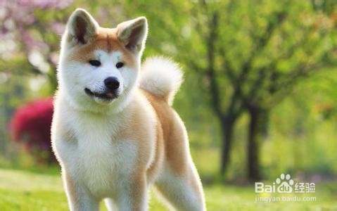 如何选购秋田犬