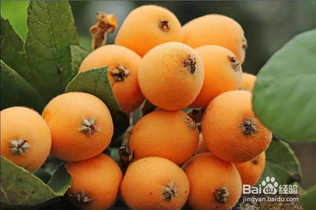 宝宝咳嗽吃什么能止咳