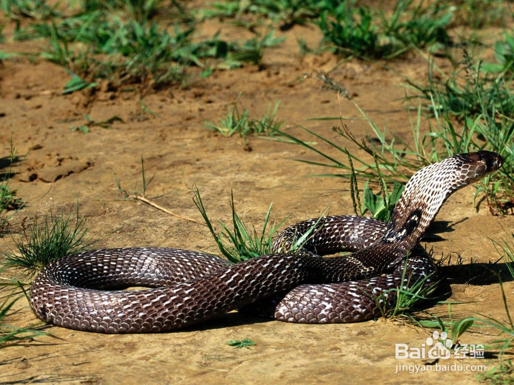 野外遇到蛇怎么处理