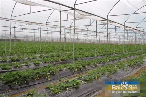 大棚草莓种植方法？