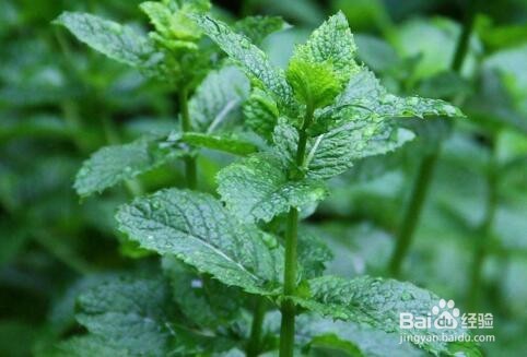 吸毒草和薄荷的区别