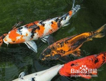 锦鲤怎么养？