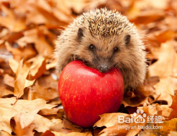 刺猬身上的果子怎么取下来