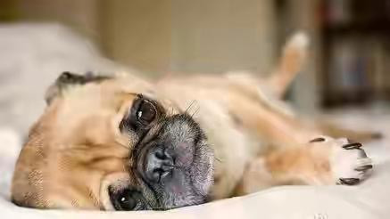 山药羊肉汤~咩~的做法