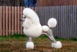 贵宾犬和泰迪是一样的吗