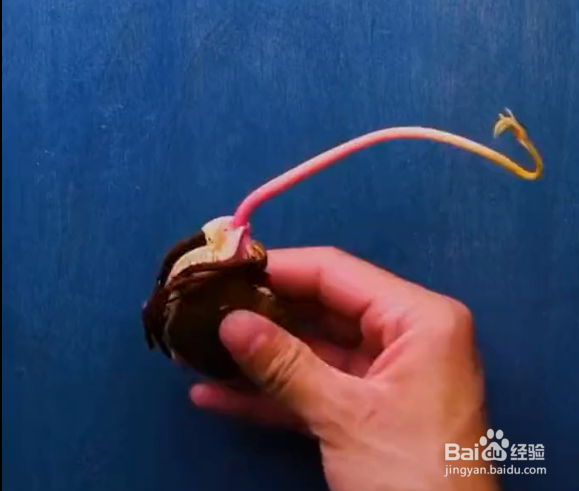 种植植物的小妙招