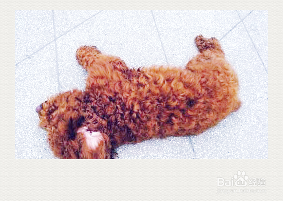 宠物狗打疫苗期间要注意哪些问题