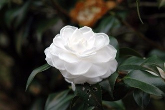 茶花怎么养才长得好