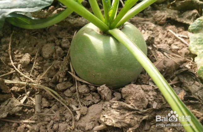 秋萝卜种植时间和方法?