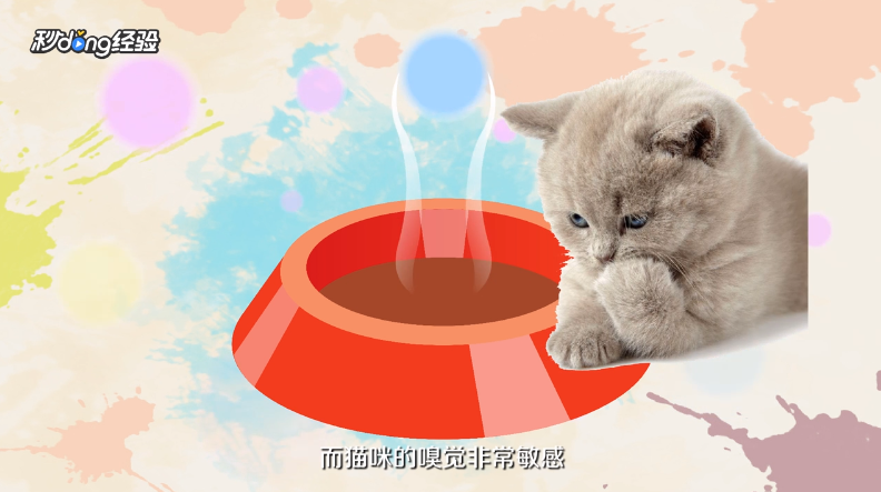 猫不爱喝水怎么办