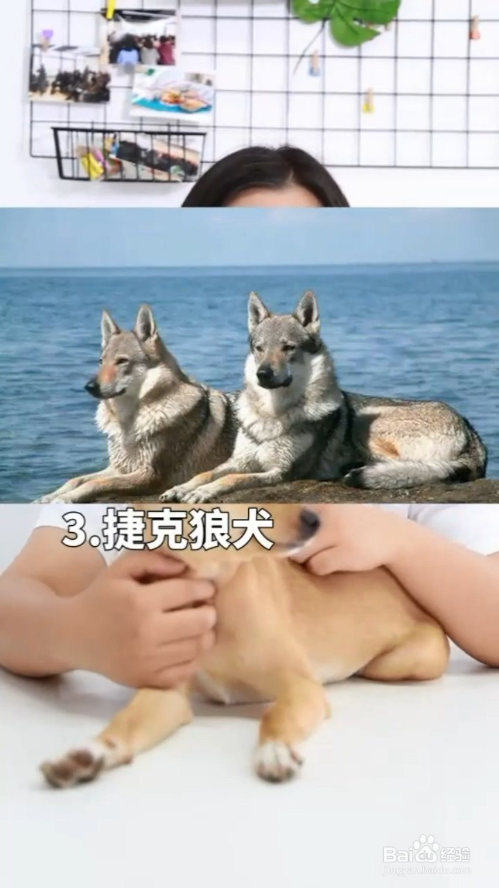 哪些狗是月薪过万都不敢养的狗