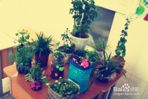 怎样更好地养花？