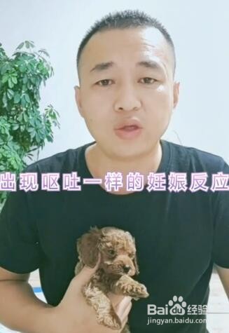 如何分辨狗狗是否怀孕？