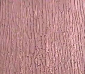 硅藻泥墙面怎么做呢?【墙面艺术效果大解密】