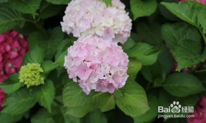 家庭绣球种植养护要点