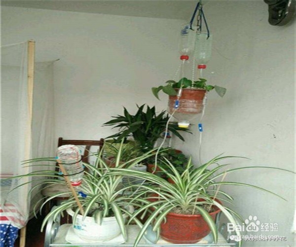 出门旅游期间家里的花草怎么浇水