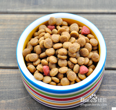 睡鼠怎么饲养？