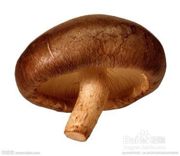 六种生活常见食用菌分别有哪些特别的营养价值