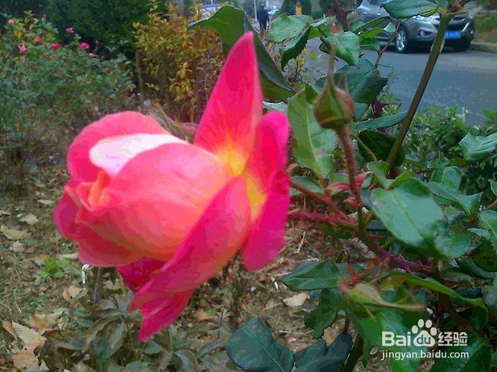 老年人怎样用手机拍花骨朵儿