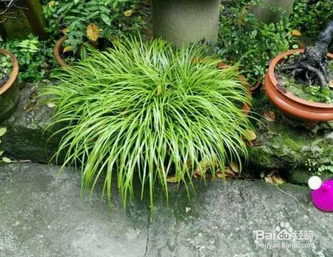 如何盆栽茴香菖蒲