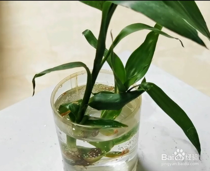 花根部腐烂怎么办