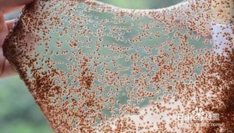 海藻加纯牛奶一起做面膜