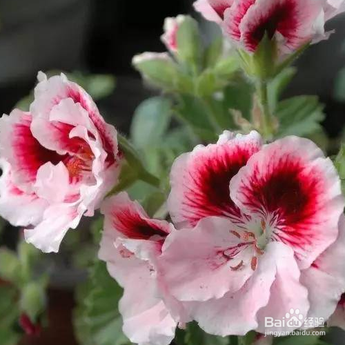 天竺葵的养殖方法