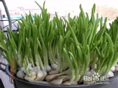 几种食用菜蔬的盆栽方法