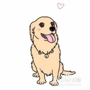 如何养一只金毛犬