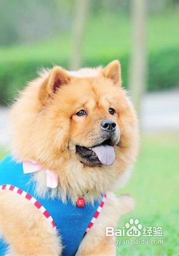 【松狮好养吗】教你松狮怎么养