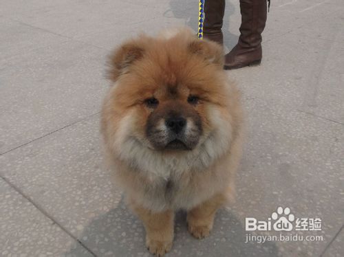 如何训练松狮狗狗学会欢迎客人的小妙招