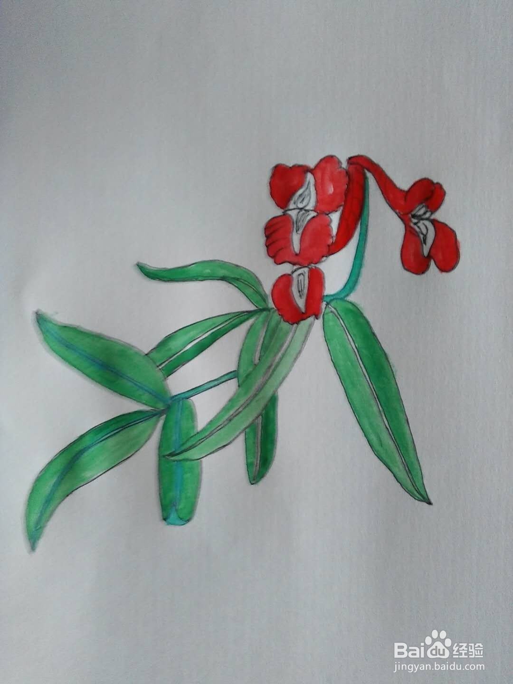 延胡索的工笔画法