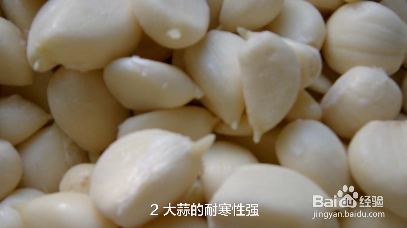 大蒜被冻黄了怎么办