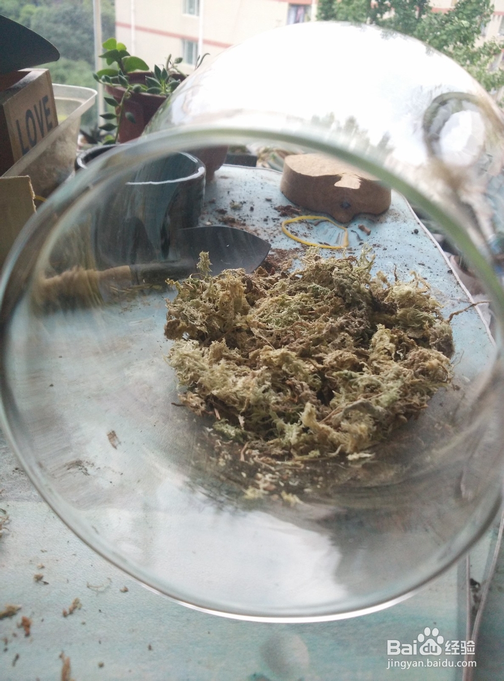 苔藓植物微景观制作步骤