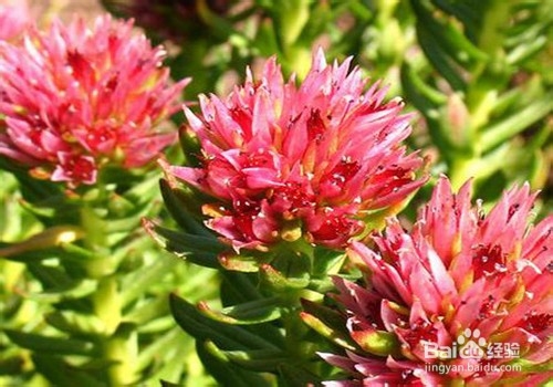 红景天的功效与作用