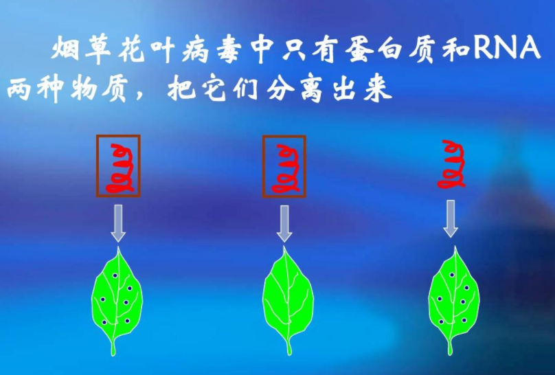 与细菌耐药性有关的遗传物质是什么