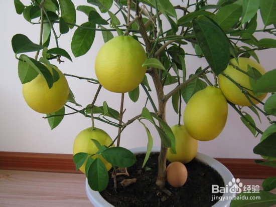 盆栽柠檬怎么养