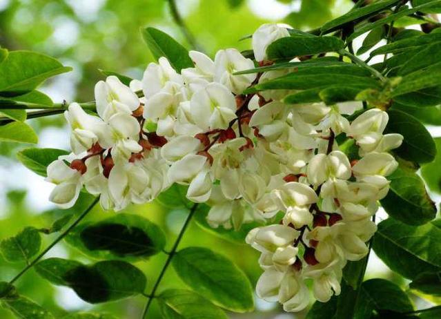 槐花可以直接用来酿酒吗